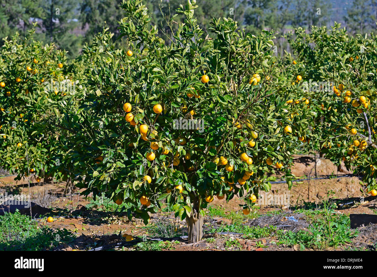 Oranges in trees in a plantation with Clanwilliam, west cape, western