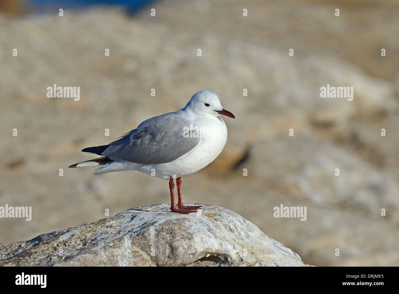 gull Chroicocephalus hartlaubii, Larus hartlaubii Bird Island, Lamberts Bay, west cape western cape, South Africa, Africa, Hartl Stock Photo