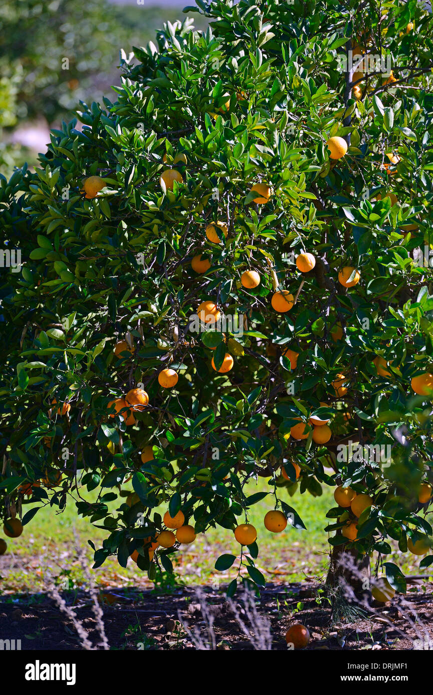 Oranges in trees in a plantation with Clanwilliam, west cape, western