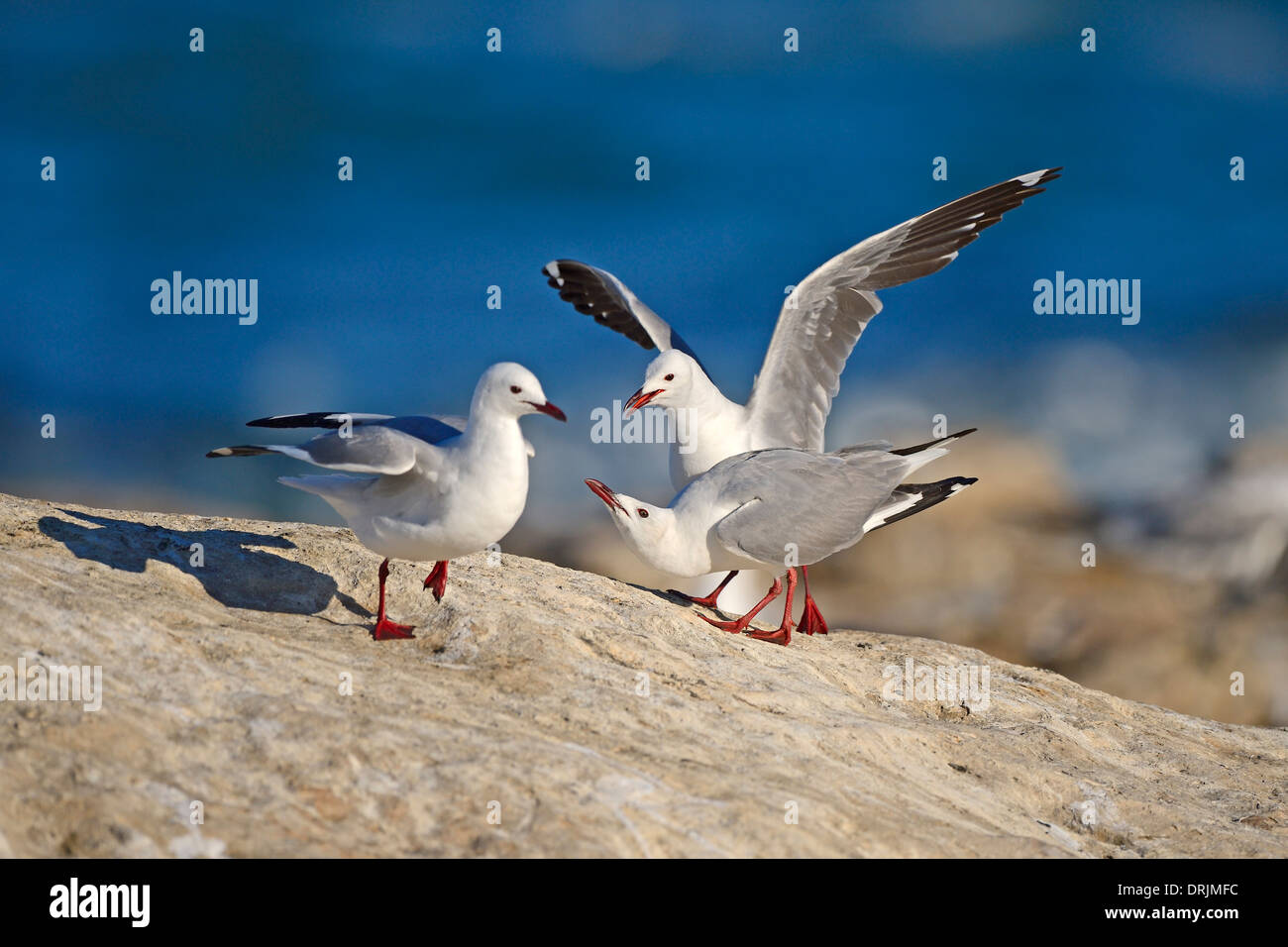gull Chroicocephalus hartlaubii, Larus hartlaubii Bird Island, Lamberts Bay, west cape western cape, South Africa, Africa, Hartl Stock Photo