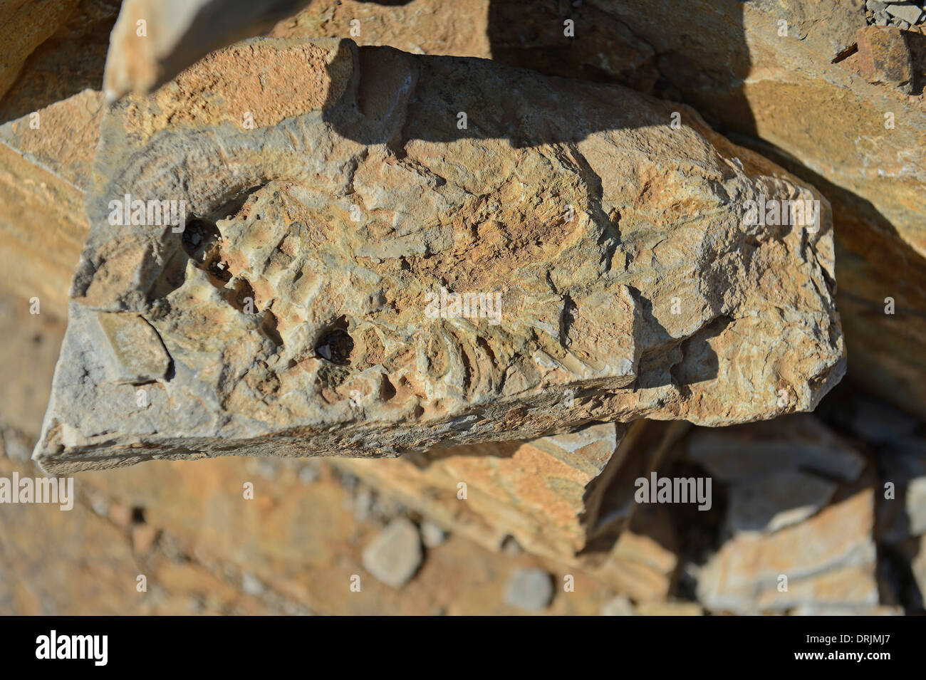 approx. 300 million year old fossils of the Mesosaurus tenuidens with Keetmanshoop, Namibia, Africa, ca. 300 Millionen Jahre alt Stock Photo