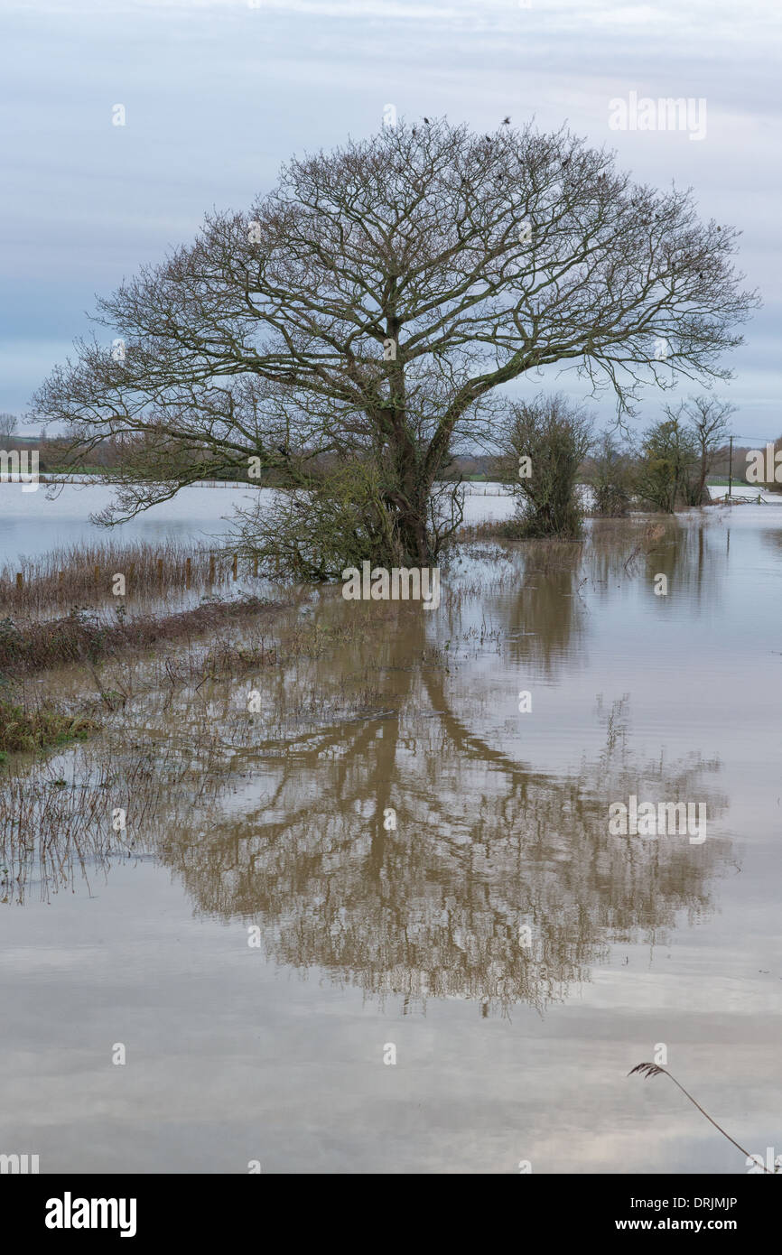 Flooded farmland on the outskirts of Glastonbury on a calm morning with tree reflected in the floods. Stock Photo