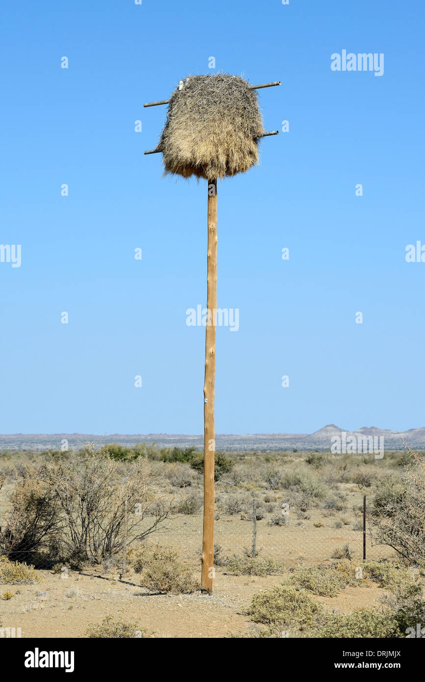 Nest of the Siedelweber Philetairus socius in a former stream mast, Keetmanshoop, Namibia Africa, Nest des Siedelweber (Philetai Stock Photo