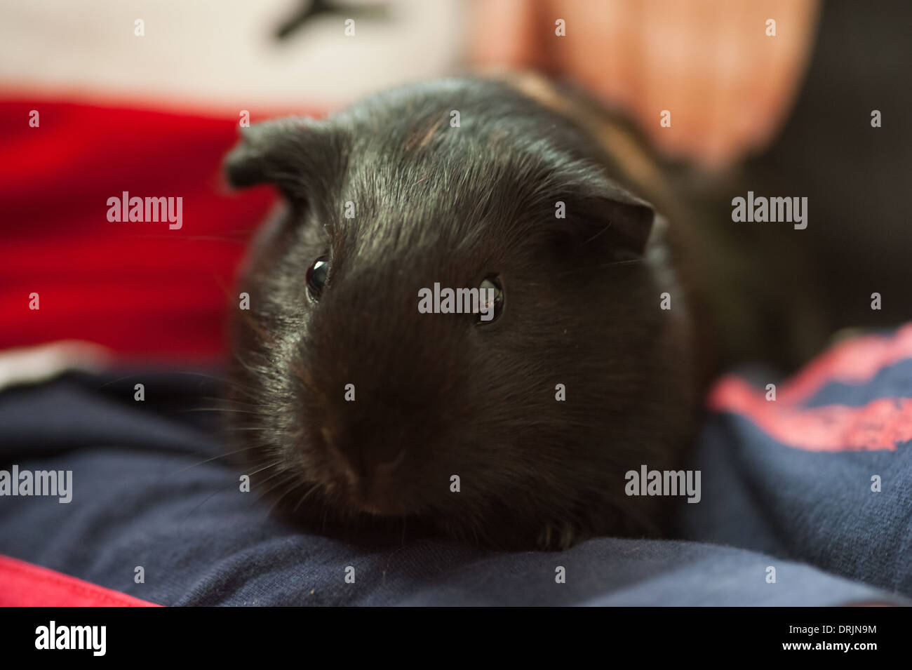 Black Short Haired Guinea Pig Sitting On Childs Lap Stock Photo