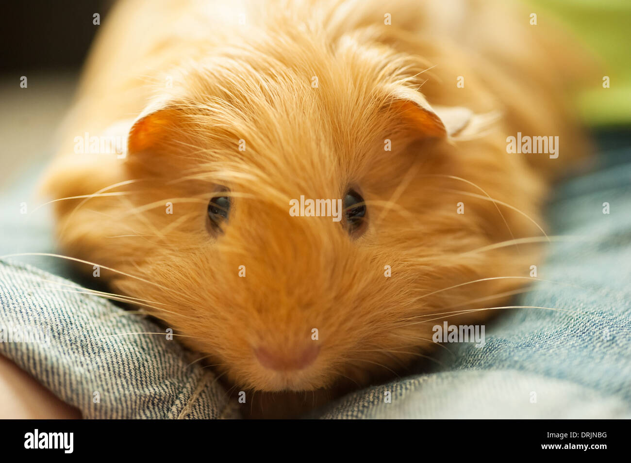 Ginger Long Haired Guinea Pig Sitting On Childs Lap Stock Photo