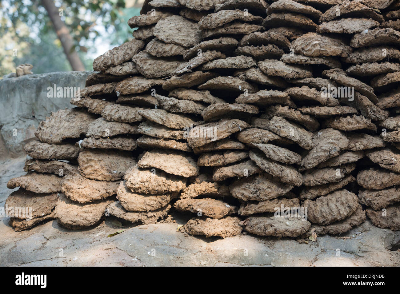 Dried cow dung hires stock photography and images Alamy