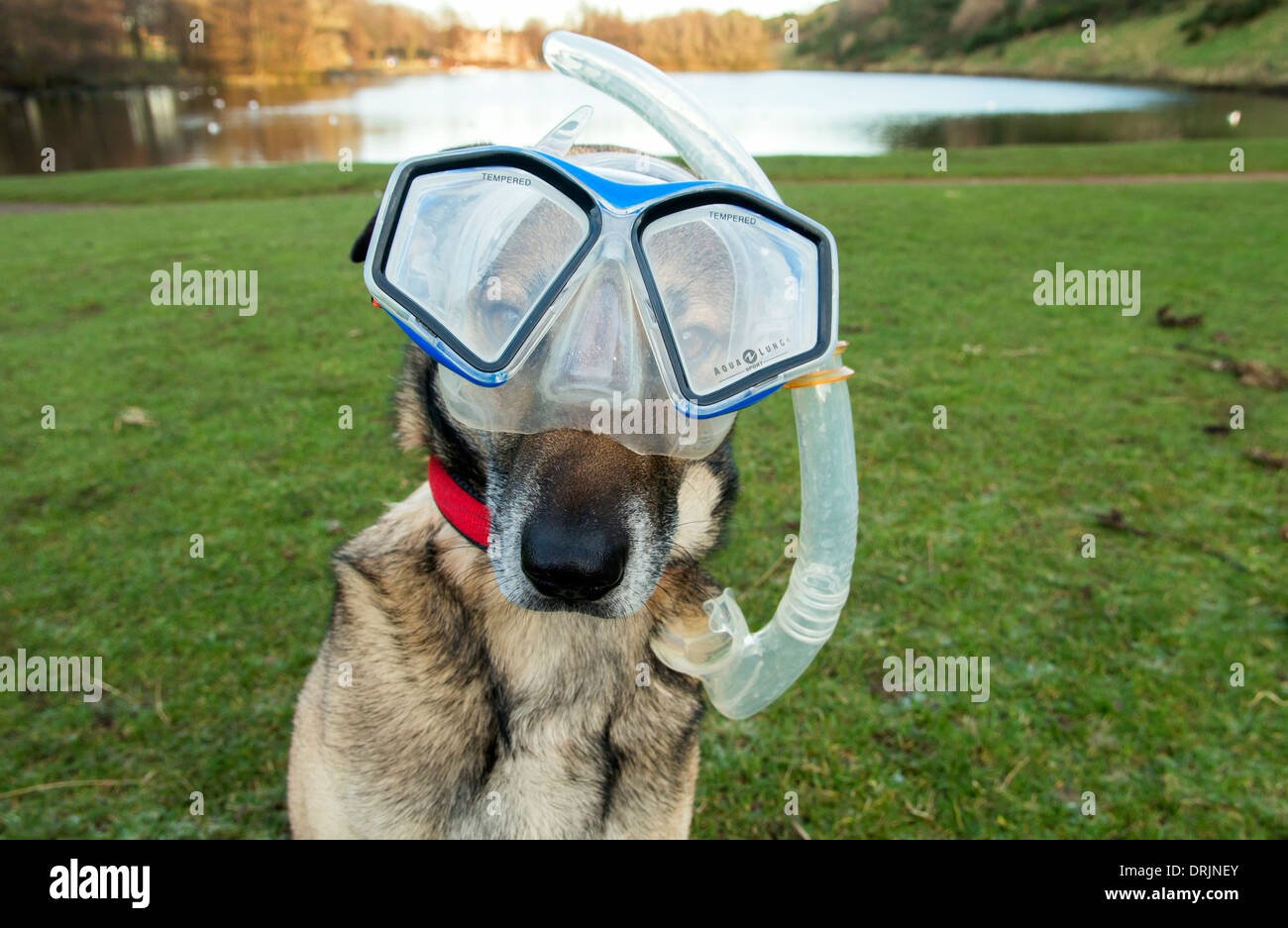 A dog wearing a mask and snorkel Stock Photo Alamy