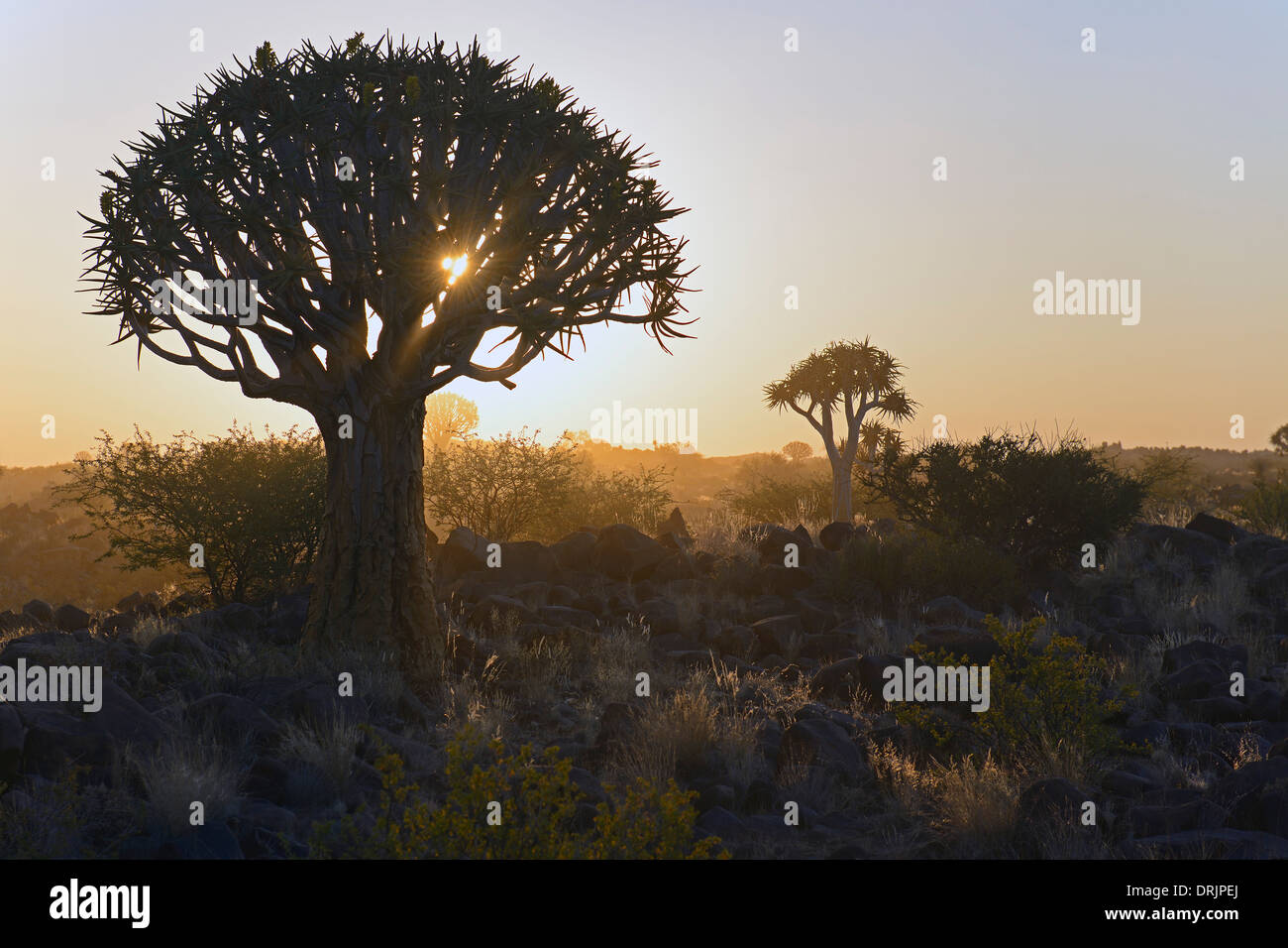 Quiver tree or Quivertree Afrikaans, Kokerboom, aloe dichotoma at sundown, Keetmanshoop, Namibia, Africa, Koecherbaum oder Quive Stock Photo