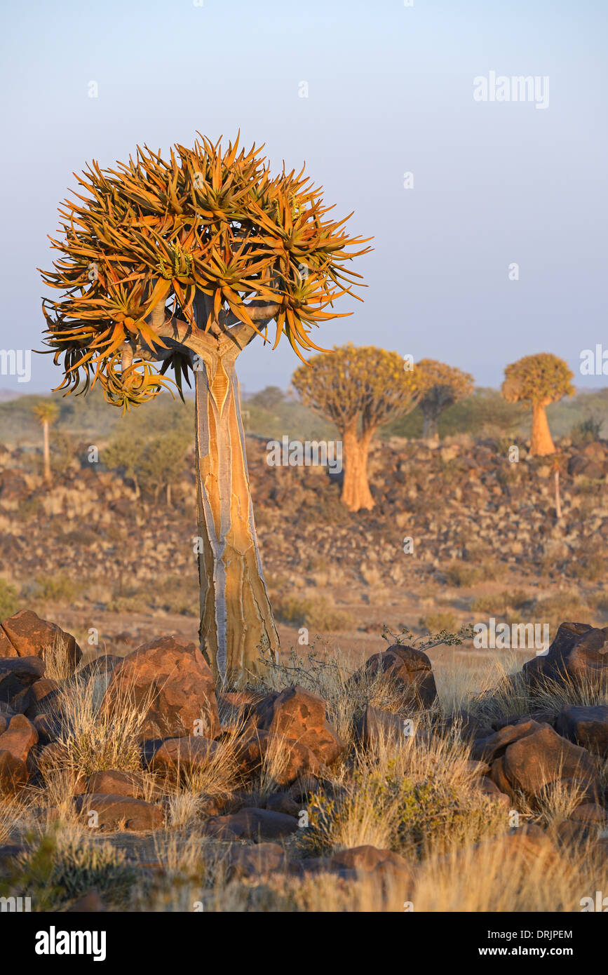 Quiver tree or Quivertree Afrikaans, Kokerboom, aloe dichotoma at sundown, Keetmanshoop, Namibia, Africa, Koecherbaum oder Quive Stock Photo