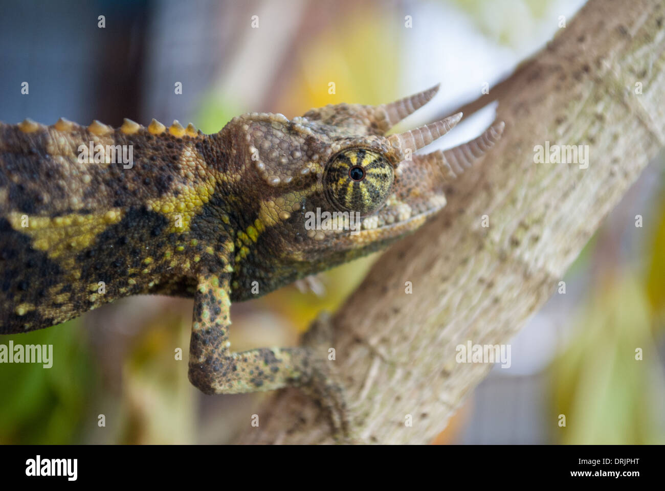 Jackson Chameleon climbing a branch, staring straight at camera. Stock Photo