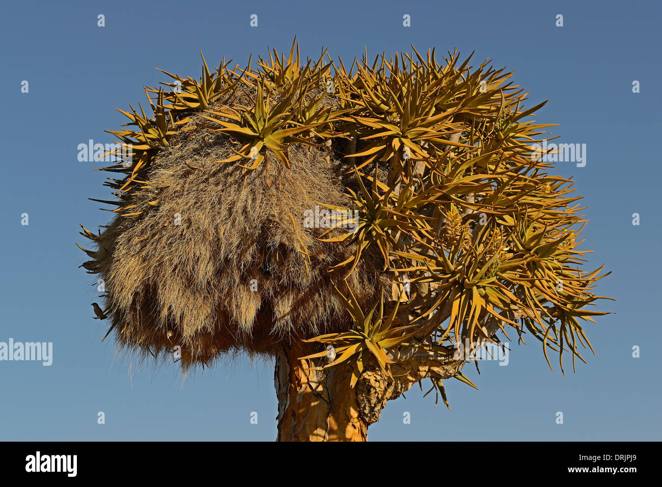 Nest of the Siedelweber Philetairus socius in a quiver tree or Quivertree Afrikaans, Kokerboom, aloe dichotoma with sunrise, Kee Stock Photo