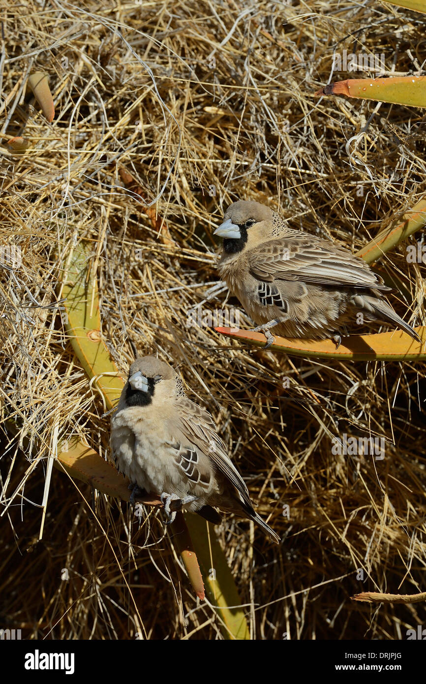 Siedelweber Philetairus socius Keetmanshoop, Namibia, Africa, Siedelweber (Philetairus socius) Keetmanshoop, Afrika Stock Photo