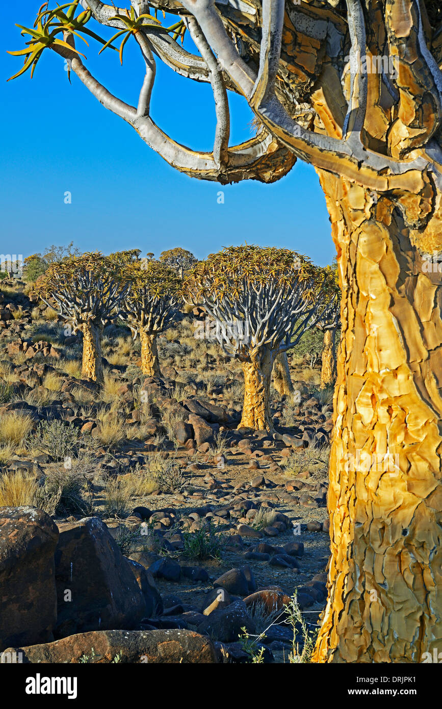 Quiver tree or Quivertree Afrikaans, Kokerboom, aloe dichotoma with sunrise, Keetmanshoop, Namibia, Africa, Koecherbaum oder Qui Stock Photo