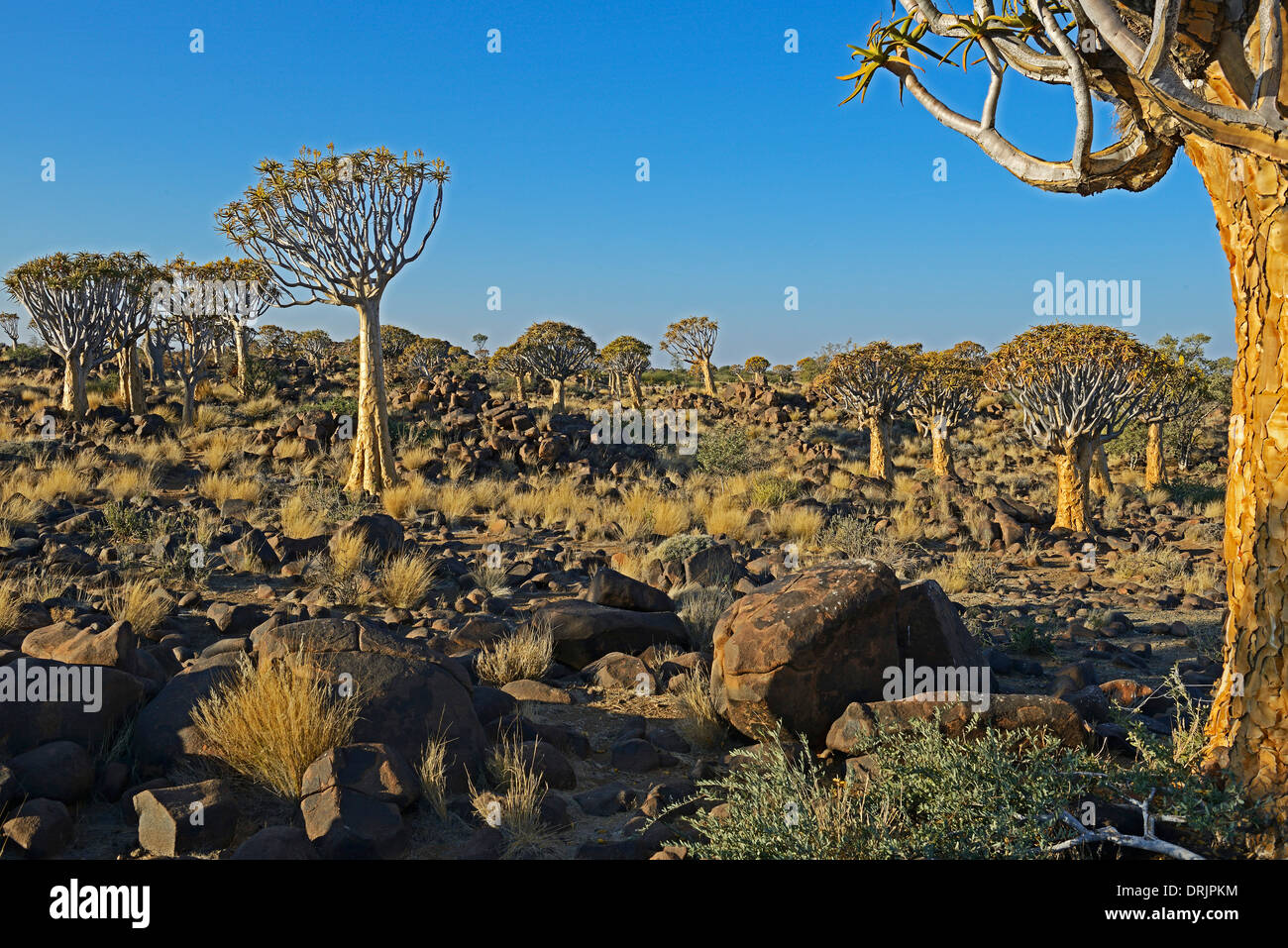 Quiver tree or Quivertree Afrikaans, Kokerboom, aloe dichotoma with sunrise, Keetmanshoop, Namibia, Africa, Koecherbaum oder Qui Stock Photo
