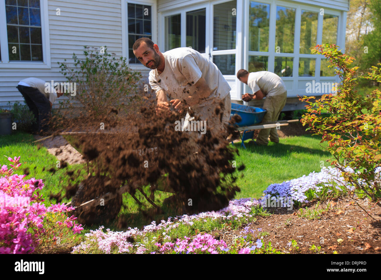 Landscapers putting mulch from wheelbarrows into a home flower garden