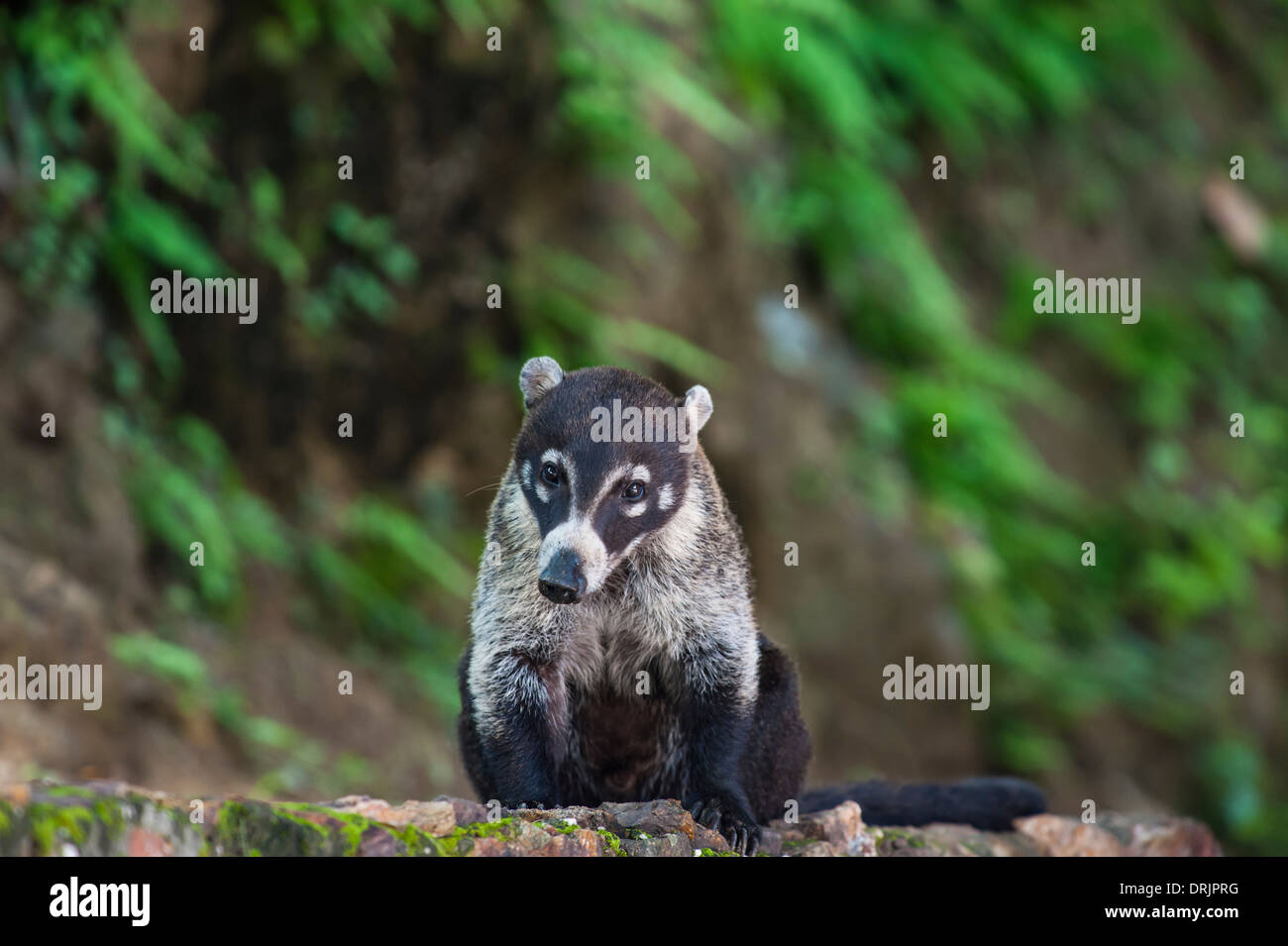 Male white nosed coati sits on a rock wall Stock Photo