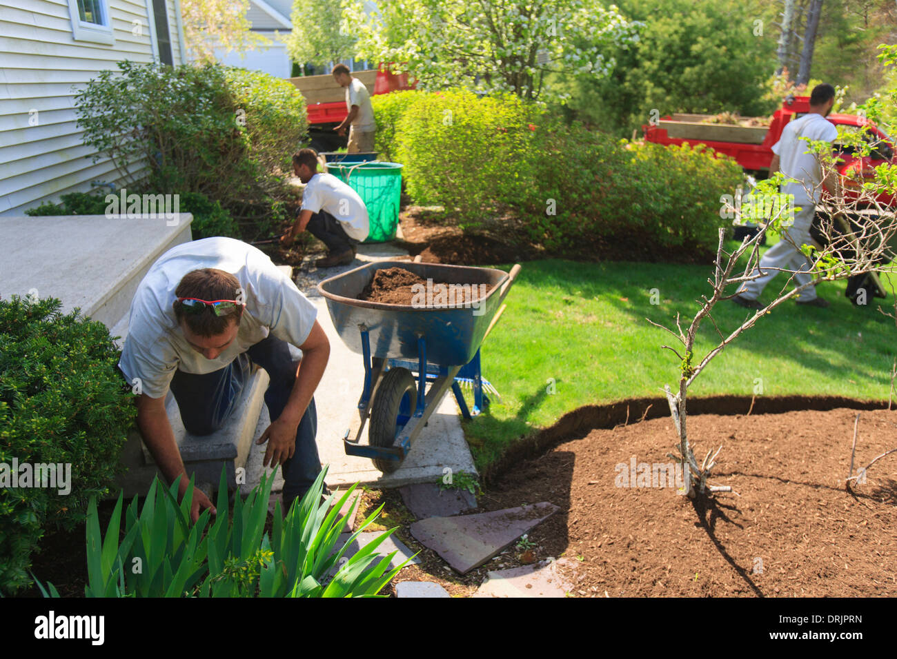 Landscapers putting mulch from wheelbarrows into a home flower garden