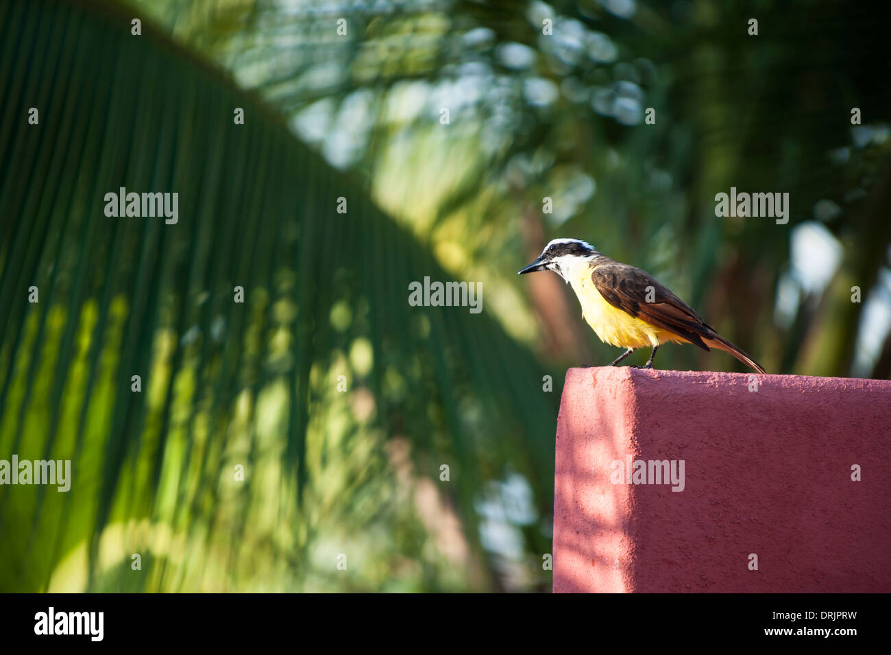 White-ringed flycatcher stands on a wall with palm trees Stock Photo