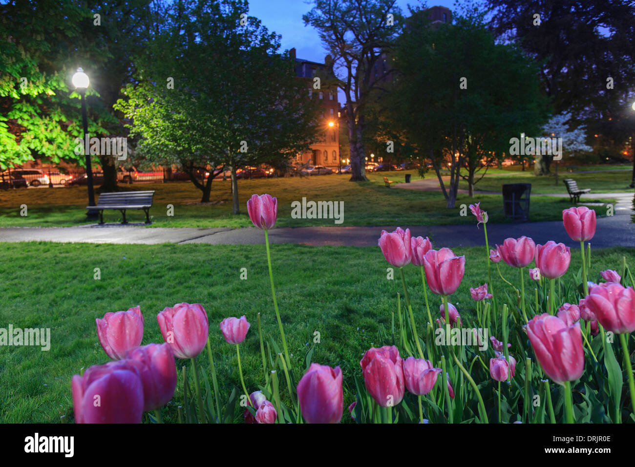 Public Garden Tulips Arlington Street The Botanical Engineering of the Public Garden