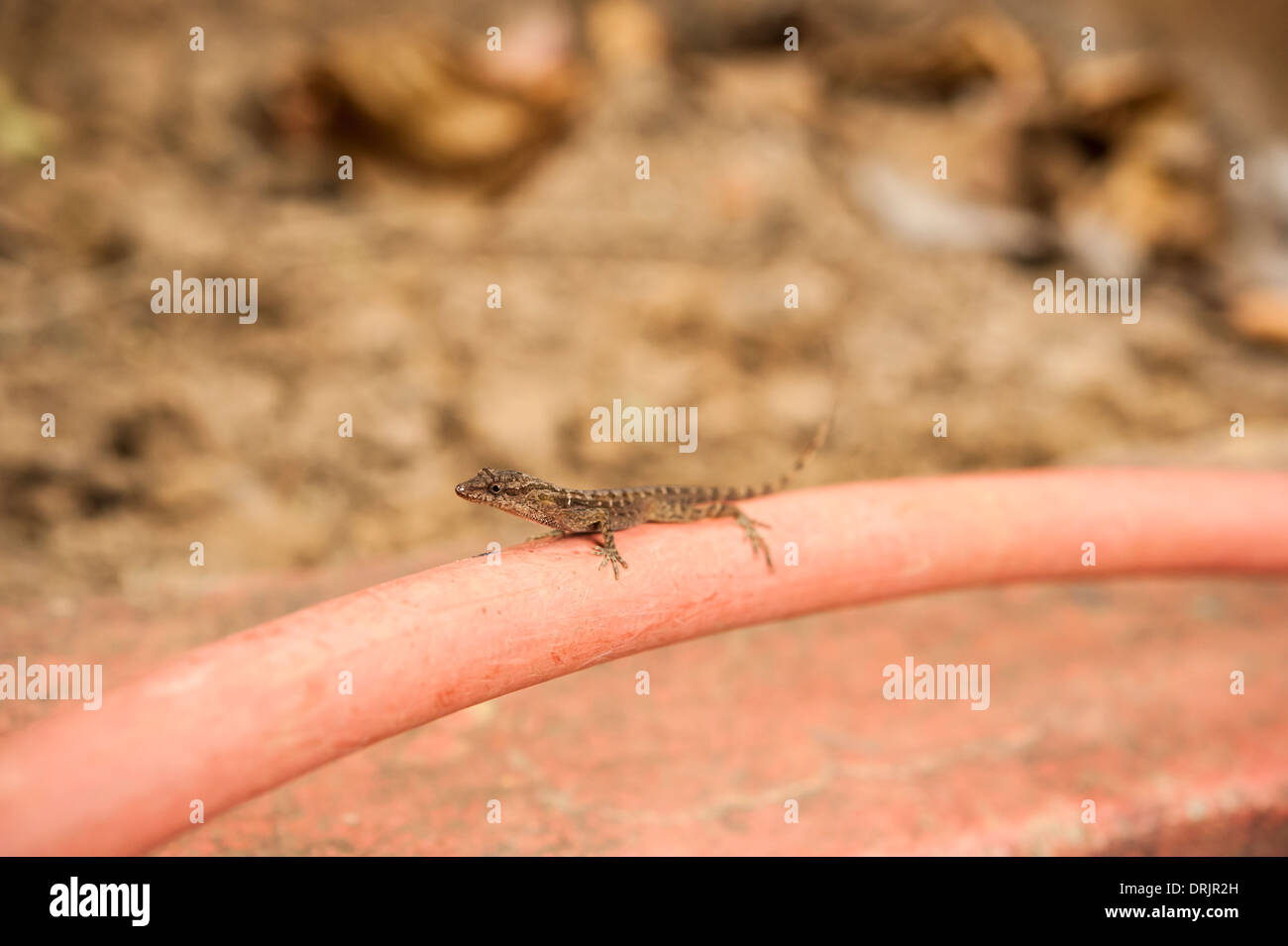 Anole sits on a red garden hose Stock Photo