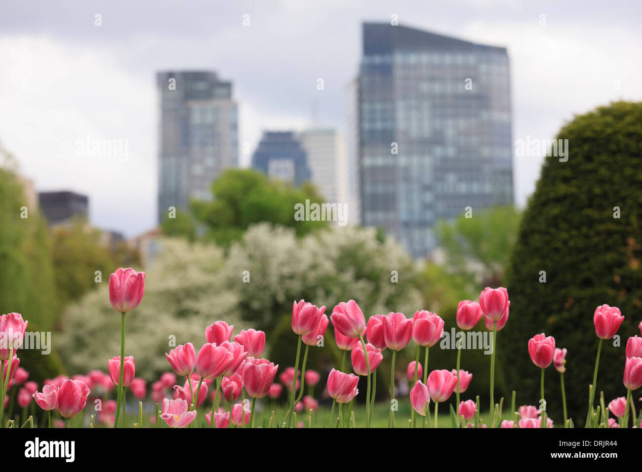 Tulips in the Boston Public Garden with city skyline in the background