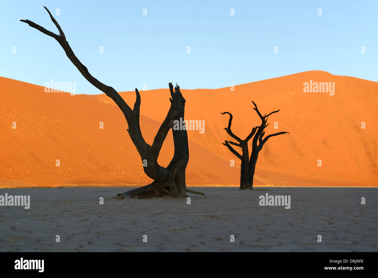 Camel thorn trees Acacia erioloba, also camel thorn or camel thorn acacia as a silhouette in the last evening light on the dunes Stock Photo