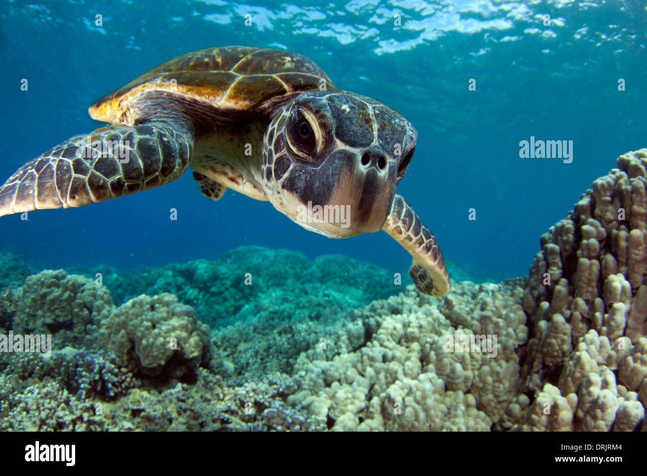 A Hawaiian gree sea turtle investigates his reflection in my dome port. Stock Photo