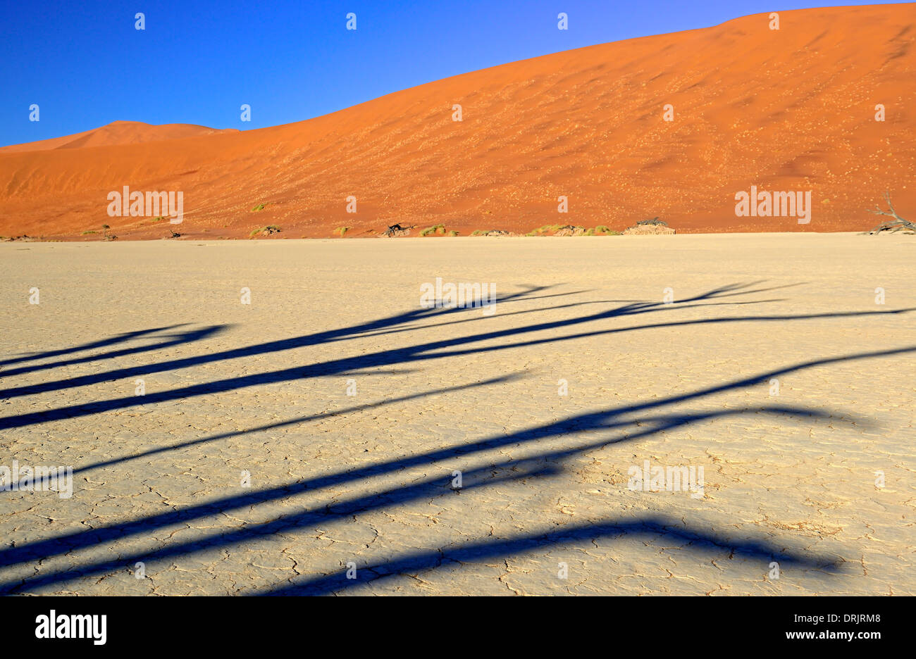 Shades of a tree on the mucky ground of the Deadvlei, Dead Vlei in the morning of the Namib Naukluft national park, Sossusvlei, Stock Photo