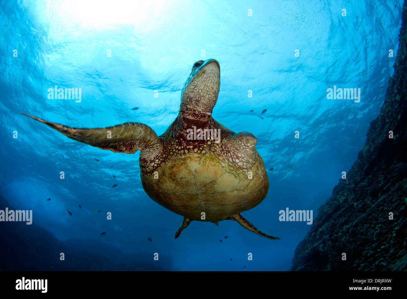A Hawaiian green sea turtle minus one flipper flies overhead. Stock Photo