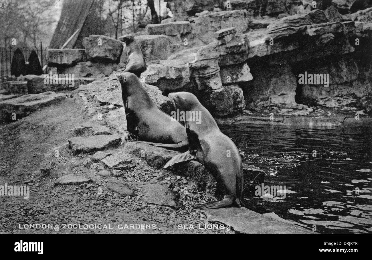 Sea Lions at the London Zoological Gardens. Stock Photo