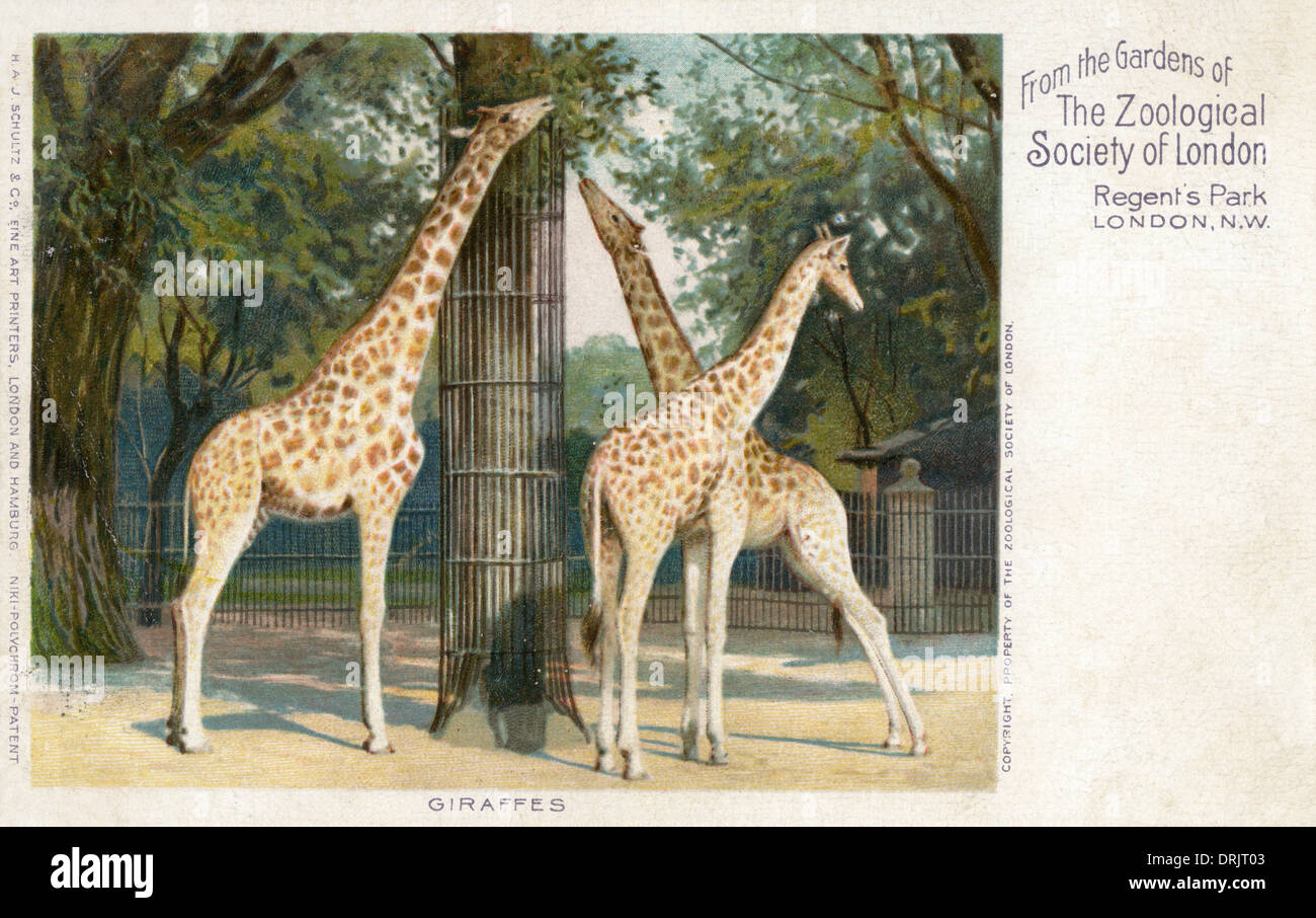 Giraffes in the Gardens of the London Zoological Society Stock Photo