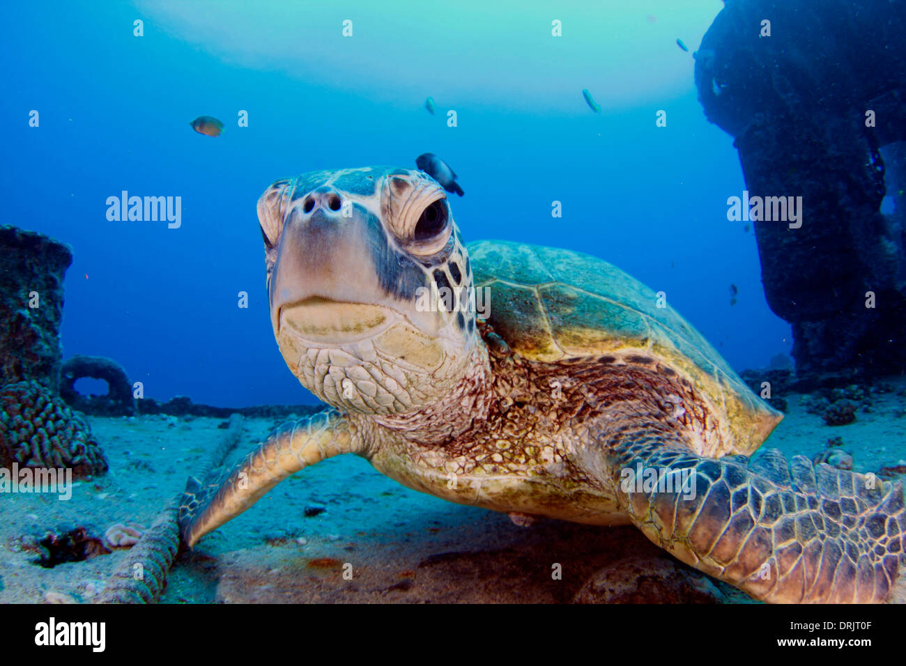 A Hawaiian green sea turtle rests on the wreck of the YO-257. Stock Photo