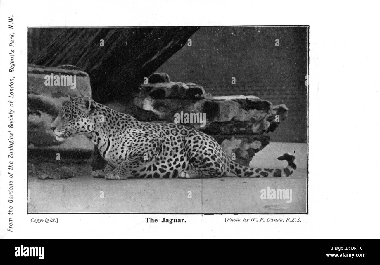 A Jaguar in London Zoo Stock Photo