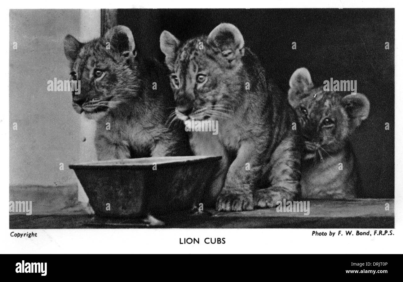 Lion cubs in London Zoo Stock Photo - Alamy