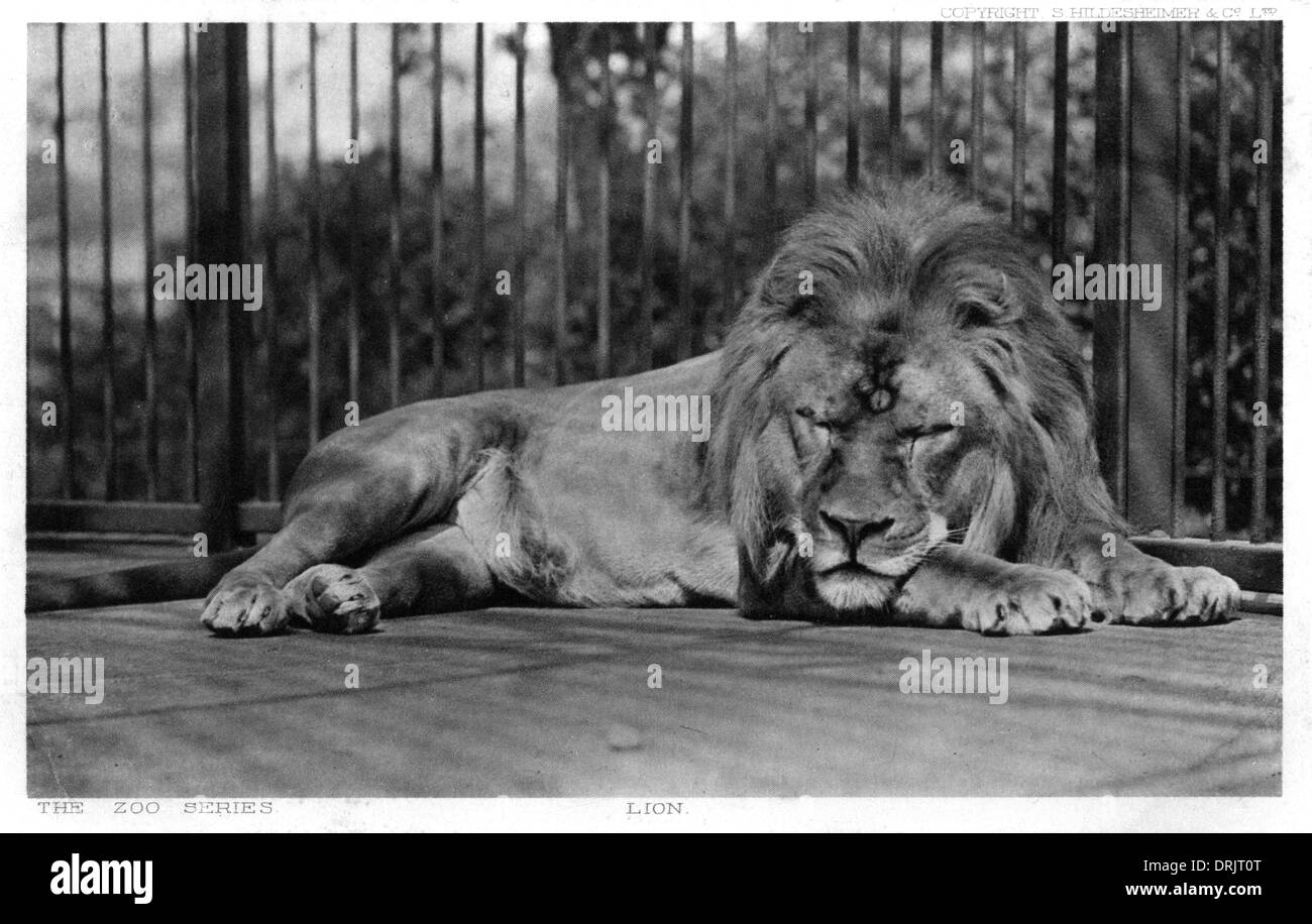Lion cubs sleeping Black and White Stock Photos & Images - Alamy