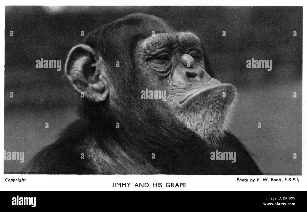 Jimmy the Chimpanzee balancing a grape on his nose Stock Photo