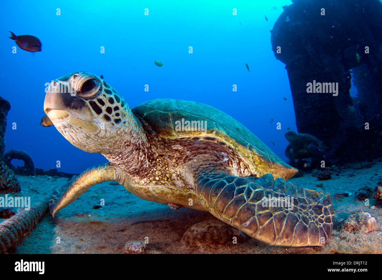 A pair of Hawaiian green sea turtles rests on the wreck of the YO-257. Stock Photo