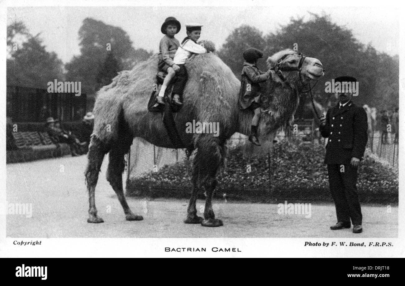 Children riding a Bactrian Camel at London Zoo Stock Photo