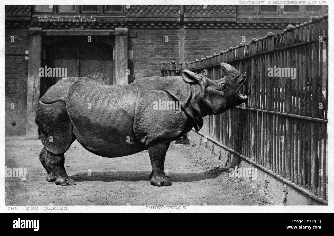 A Rhinoceros at London Zoo Stock Photo Alamy