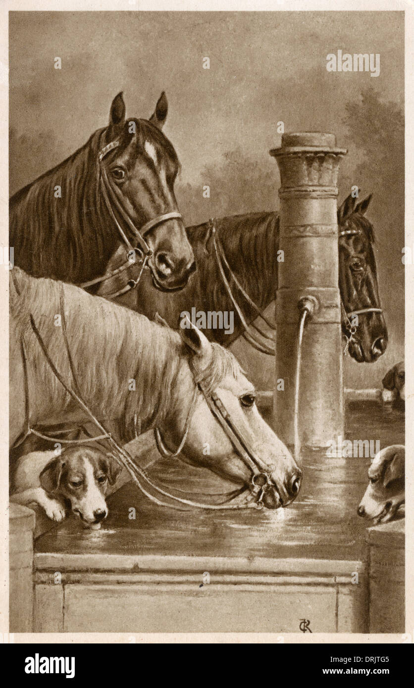 Horses and hounds drink from a trough Stock Photo