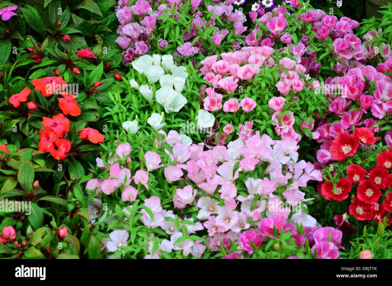 garden full of flowers yellow, red, purple, green leaves Stock Photo