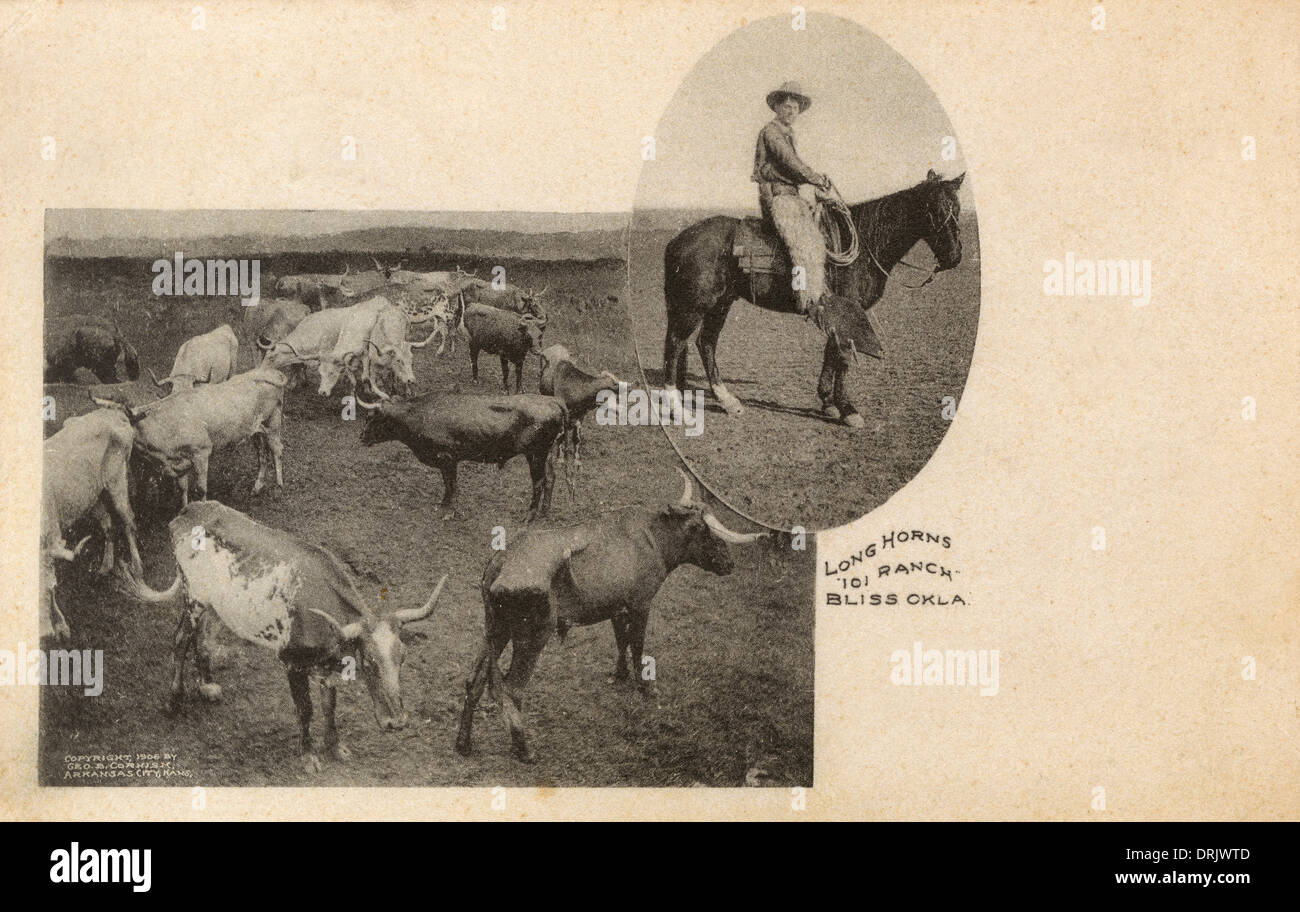 101 Ranch - Longhorn Cattle - Bliss, Oklahoma, USA Stock Photo