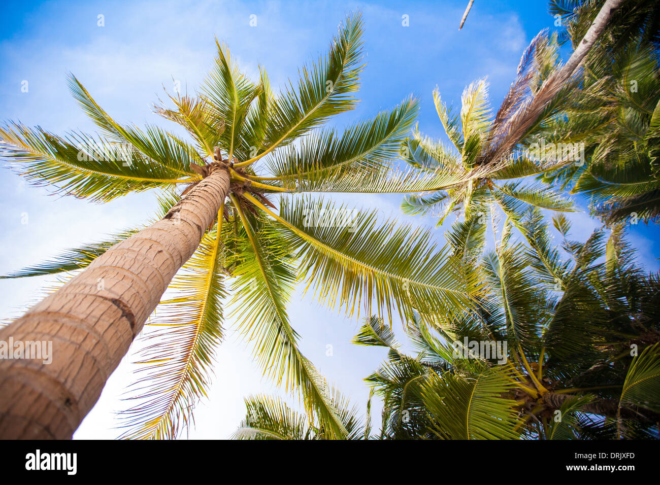 Coconut Palm tree on the sandy beach background blue sky Stock Photo ...