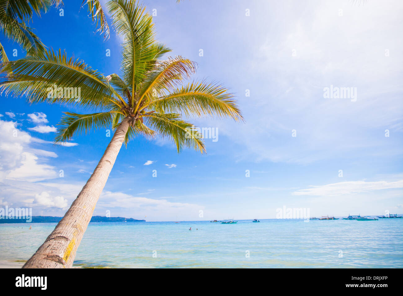 Coconut Palm tree on the sandy beach background blue sky Stock Photo ...