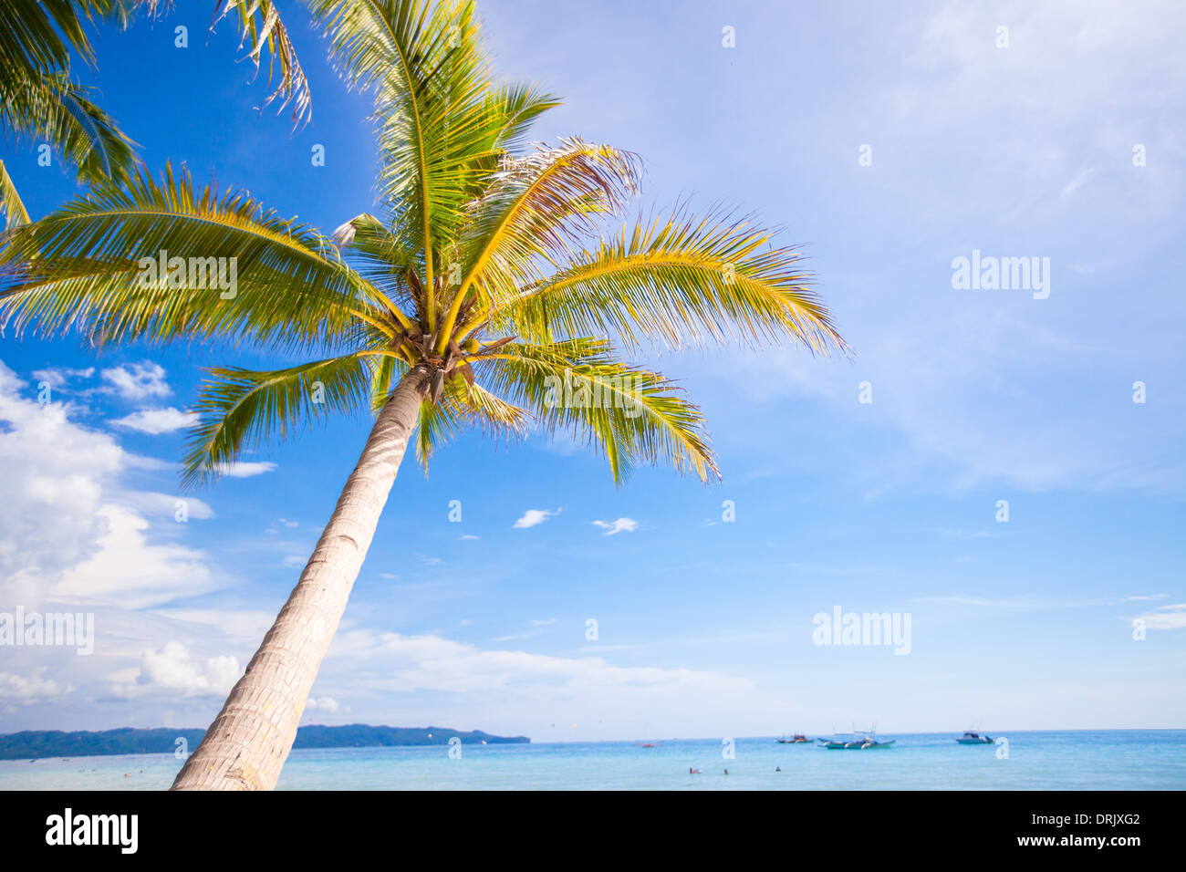 Coconut Palm tree on the sandy beach background blue sky Stock Photo ...