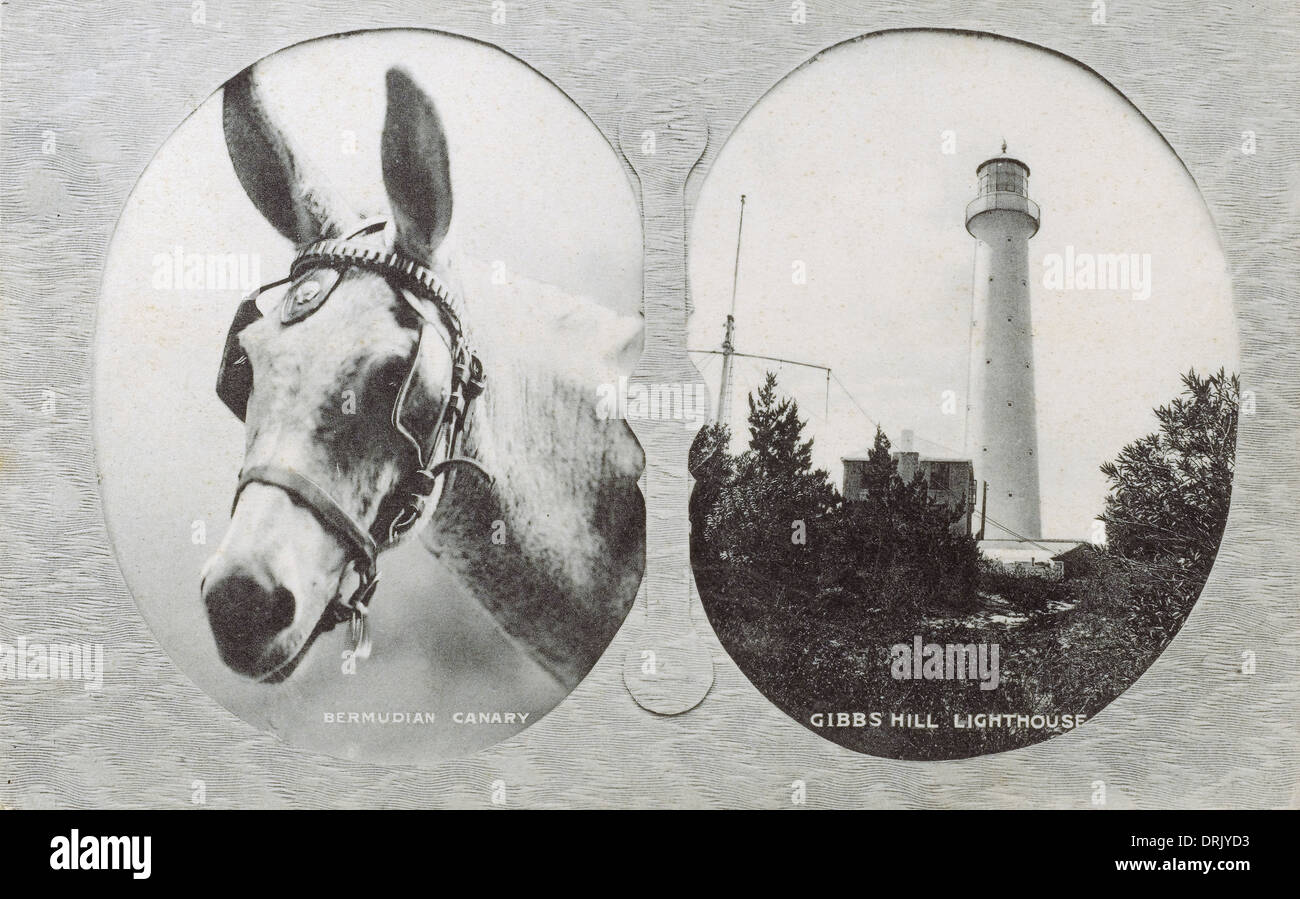 Canary Mule and Gibbs Hill Lighthouse, Bermuda Stock Photo