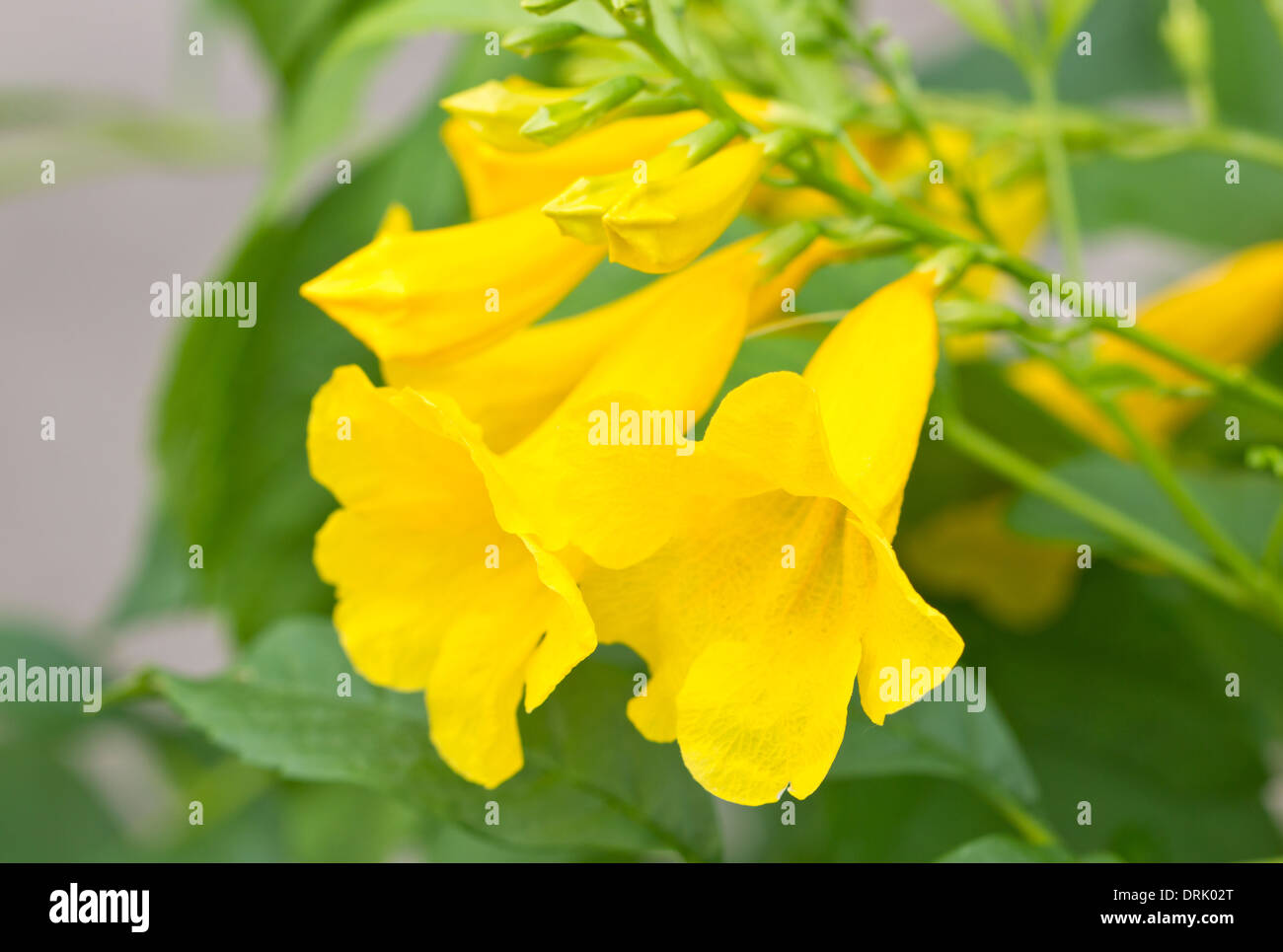 Yellow elder, Yellow bells, or Trumpet vine flowers. [Scientific name : Tecoma stans] Stock Photo