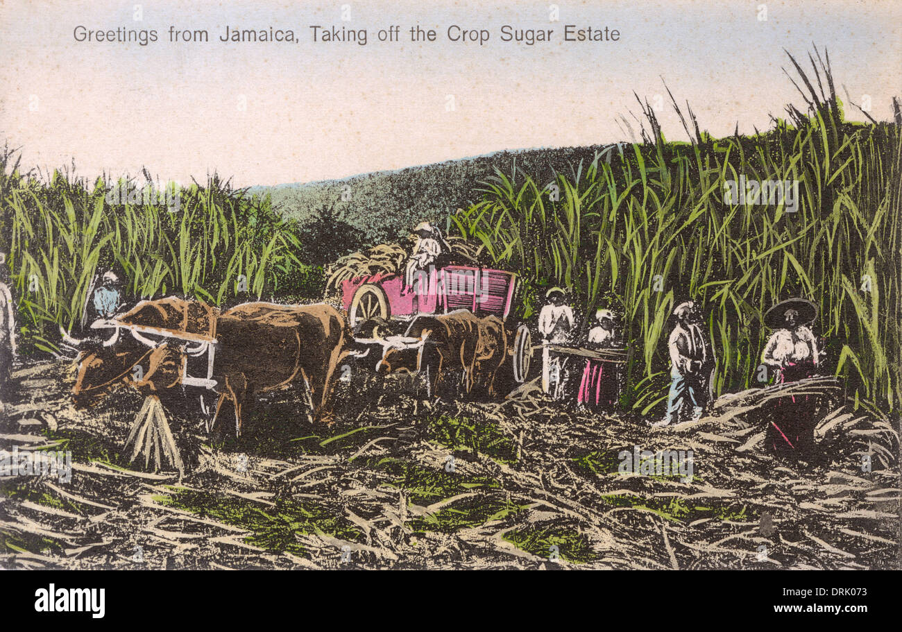 Jamaica sugar cane hires stock photography and images Alamy