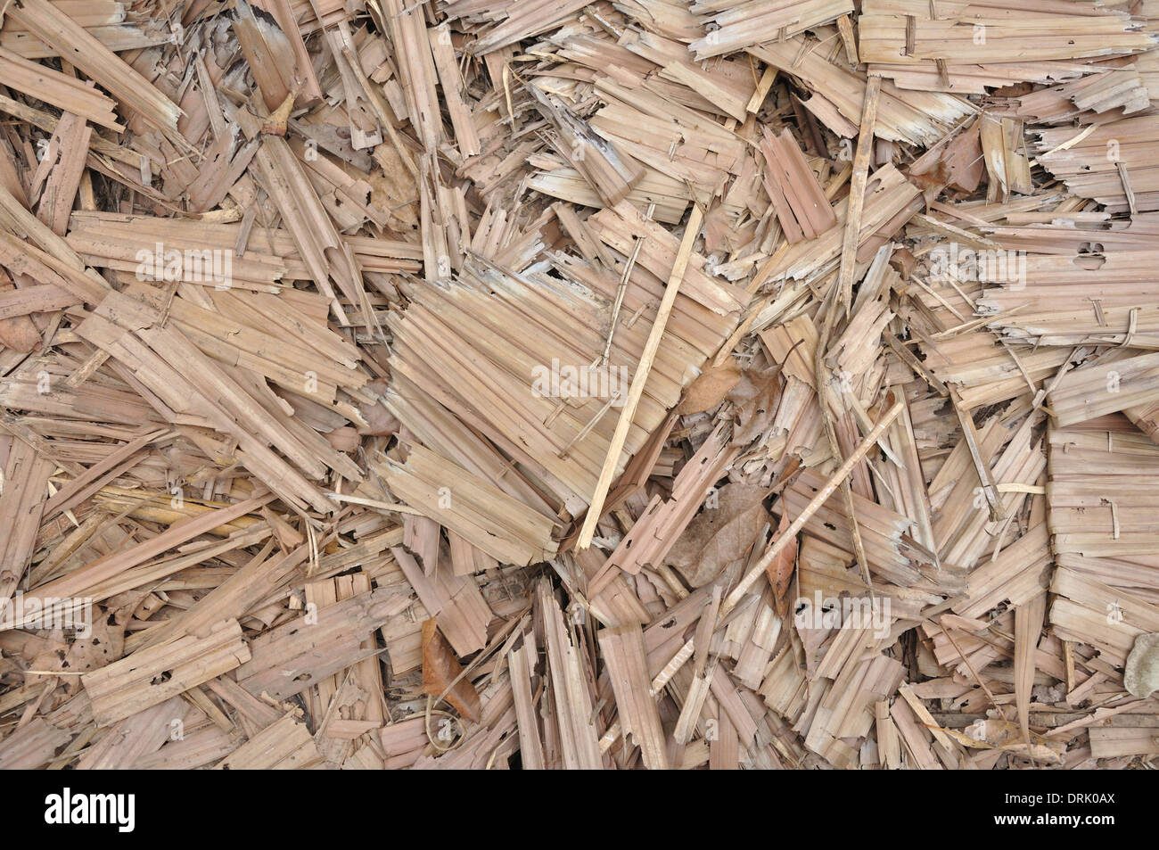 Past the roof of leaves Stock Photo - Alamy