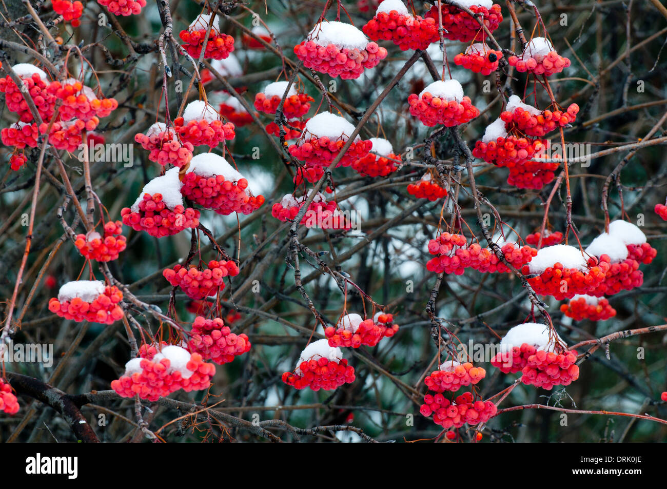 Snow on mountain ash berries in Boise Idaho USA Stock Photo